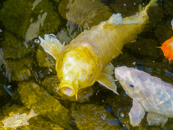 公園内の池に泳ぐ黄金の鯉。性格はアグレッシブ